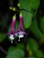 Sivun Jacquemontia solanifolia (L.) Hall. fil. kuva