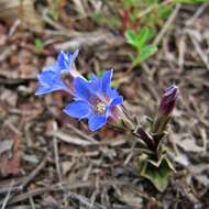 Image of Gentiana zollingeri Fawcett