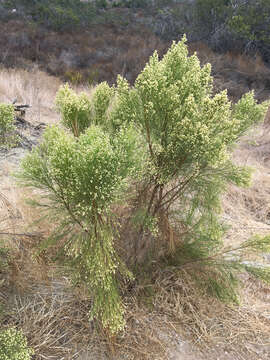 Image of desertbroom