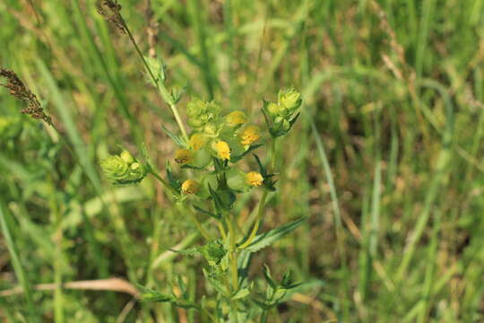 Image of late-flowering yellow rattle