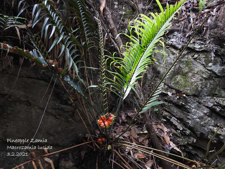 Image of Macrozamia lucida L. A. S. Johnson