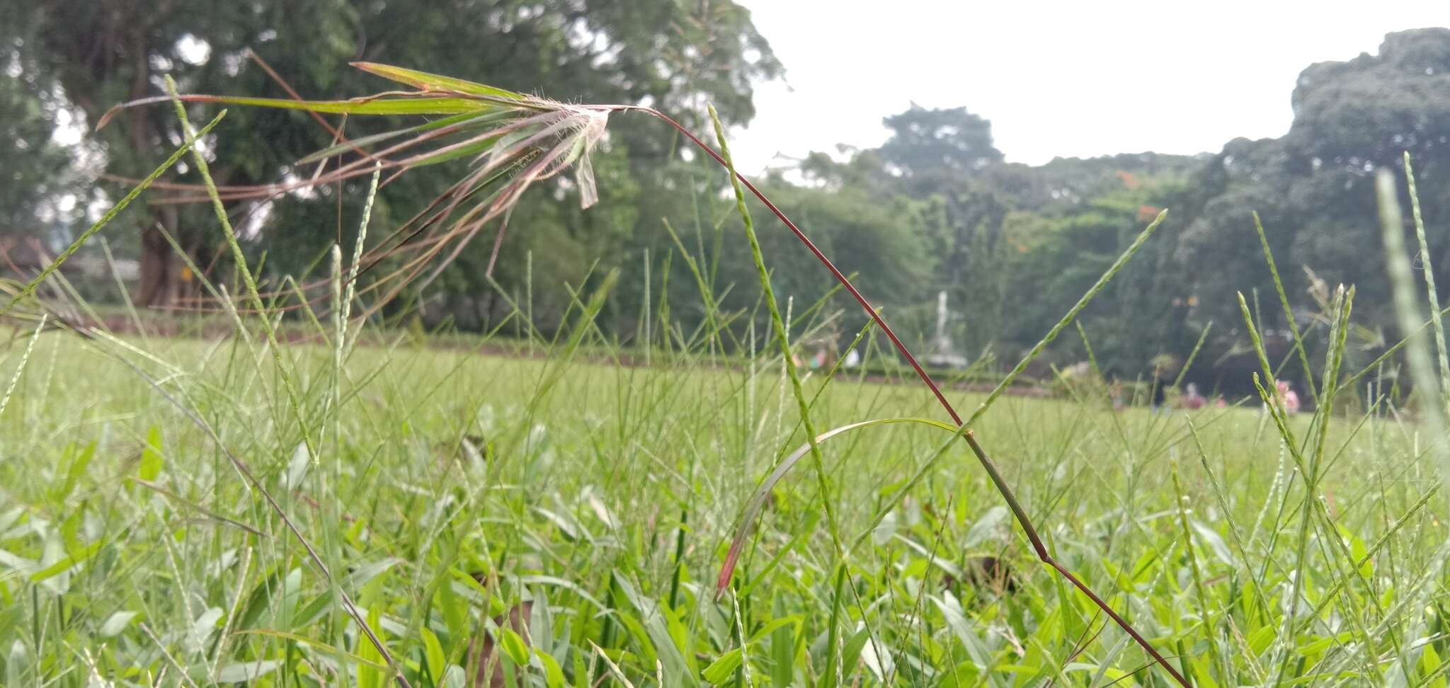 Image of Christmas grass