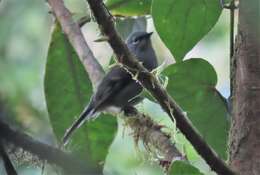 Image of Slate-colored Solitaire