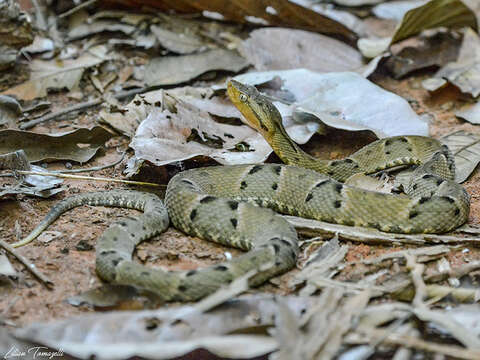 Image of Brazilian Lancehead