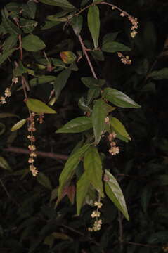 Image of Sageretia mexicana G. L. Nesom