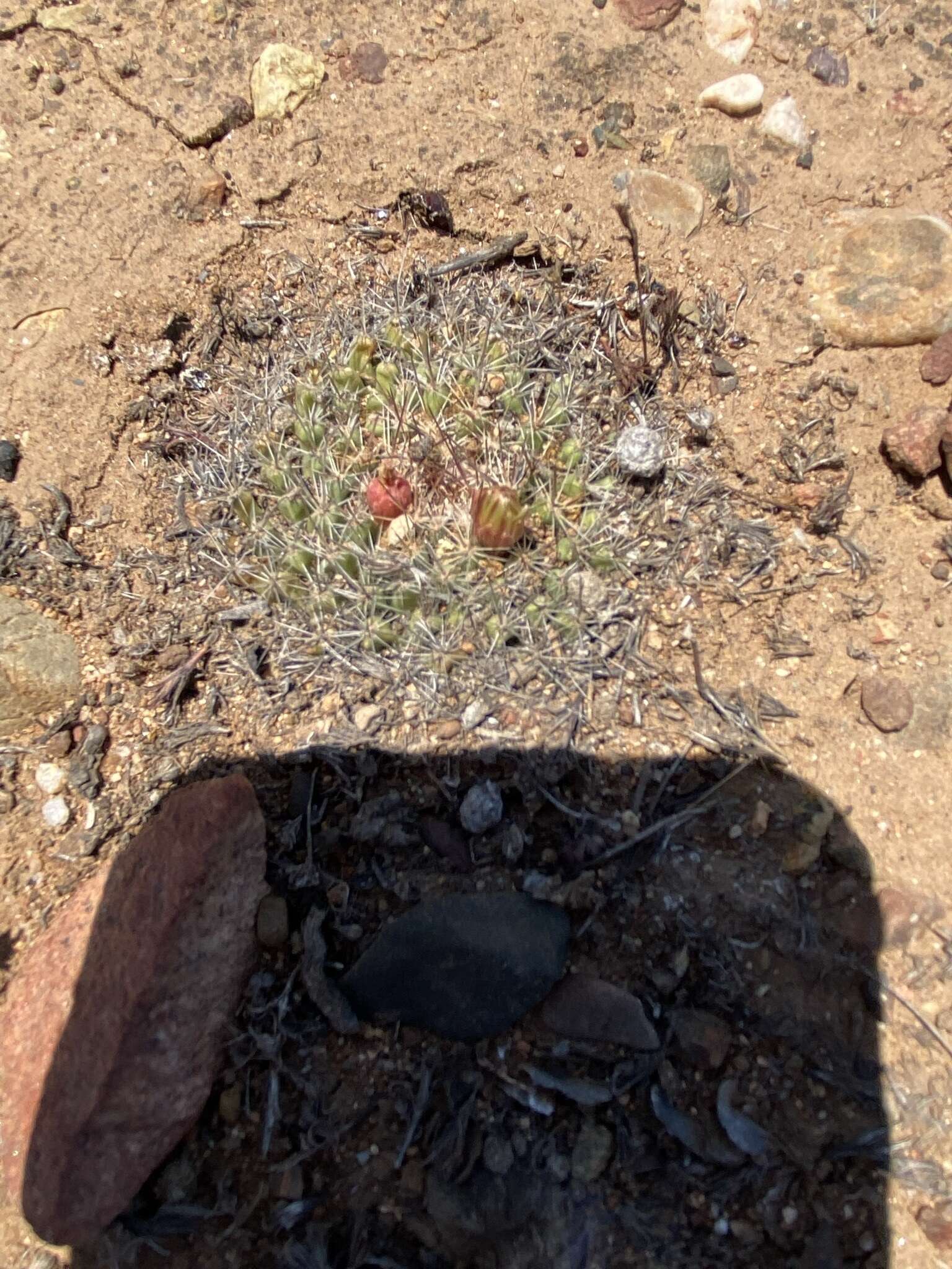 Image de Mammillaria brandegeei (J. M. Coult.) Engelm. ex K. Brandegee