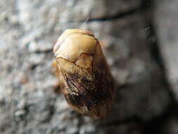 صورة Clastoptera achatina Germar 1839