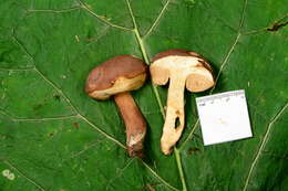 Sivun Tylopilus ferrugineus (Frost) Singer 1947 kuva