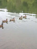 Image of Common Mallard