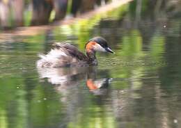 صورة Tachybaptus pelzelnii (Hartlaub 1861)