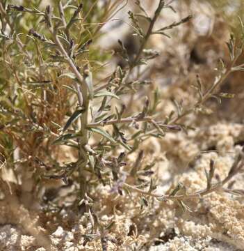 Image of Tecopa Salt-Bird's-Beak