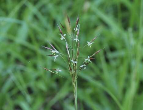 Слика од Chrysopogon aciculatus (Retz.) Trin.