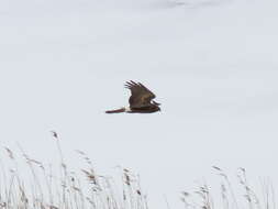 Image of Hen Harrier