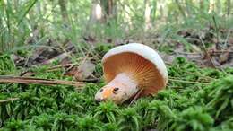 Слика од Lactarius salmoneus Peck 1898