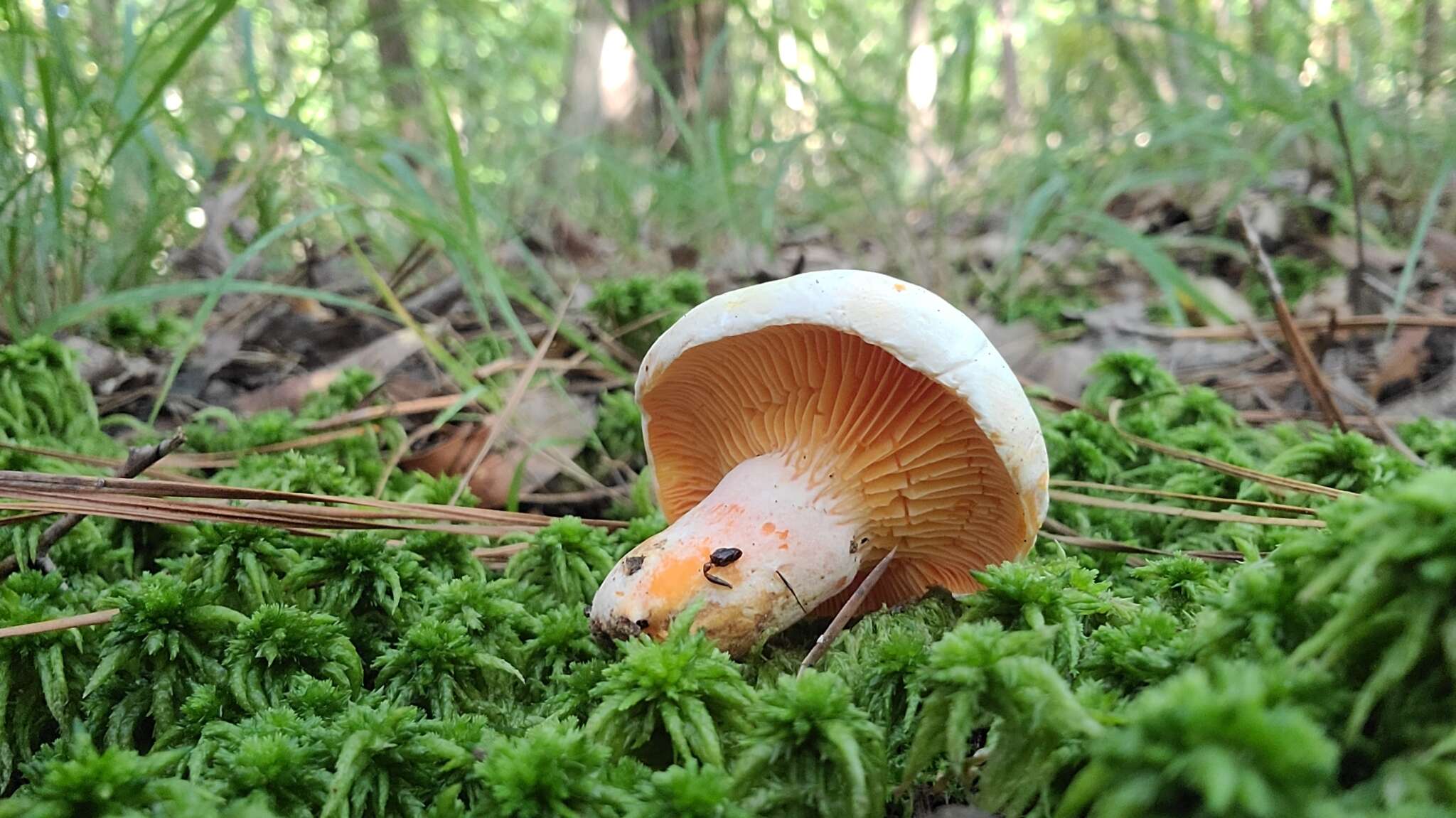 Sivun Lactarius salmoneus Peck 1898 kuva