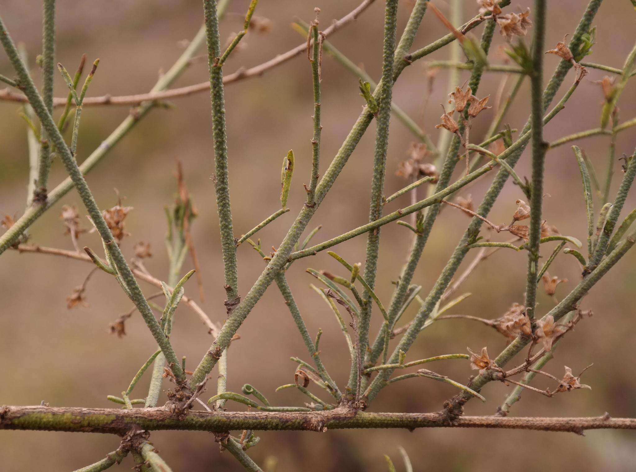 Image de Psoralea verrucosa Willd.