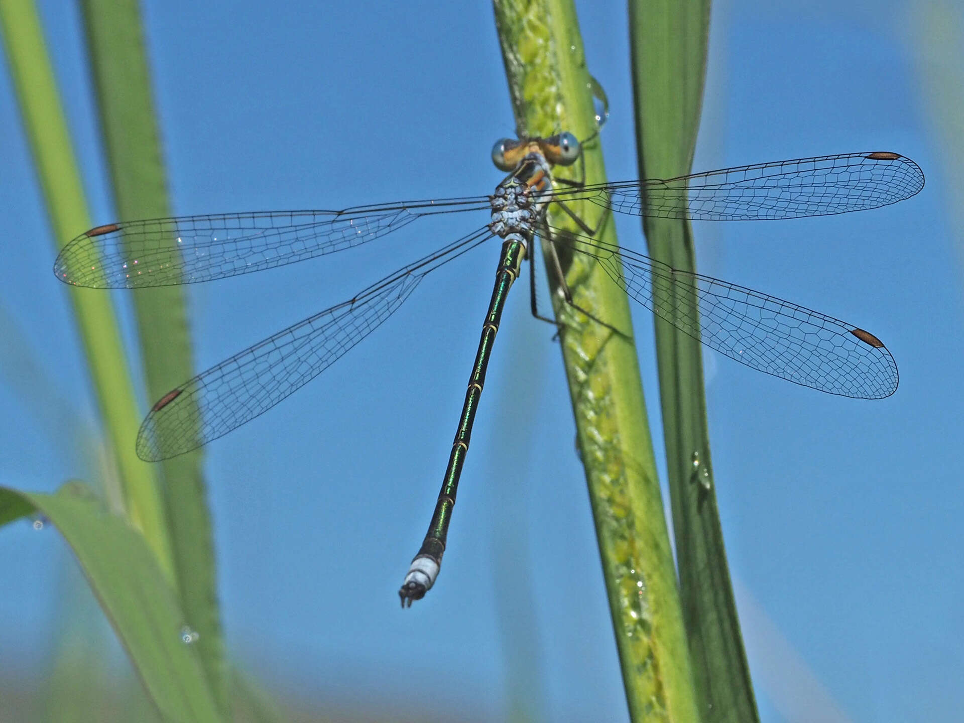 Image of Common Spreadwing