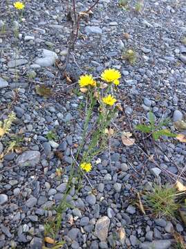 Image of narrowleaf hawksbeard