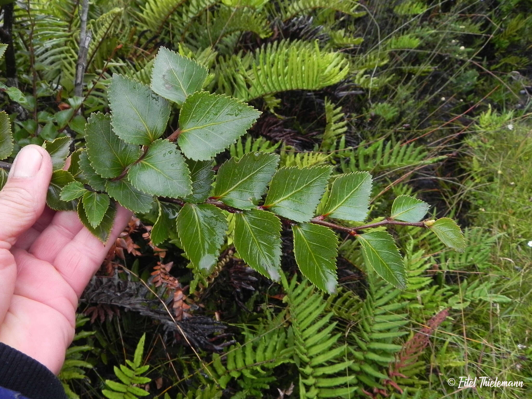 Image of Nothofagus nitida (Phil.) Krasser