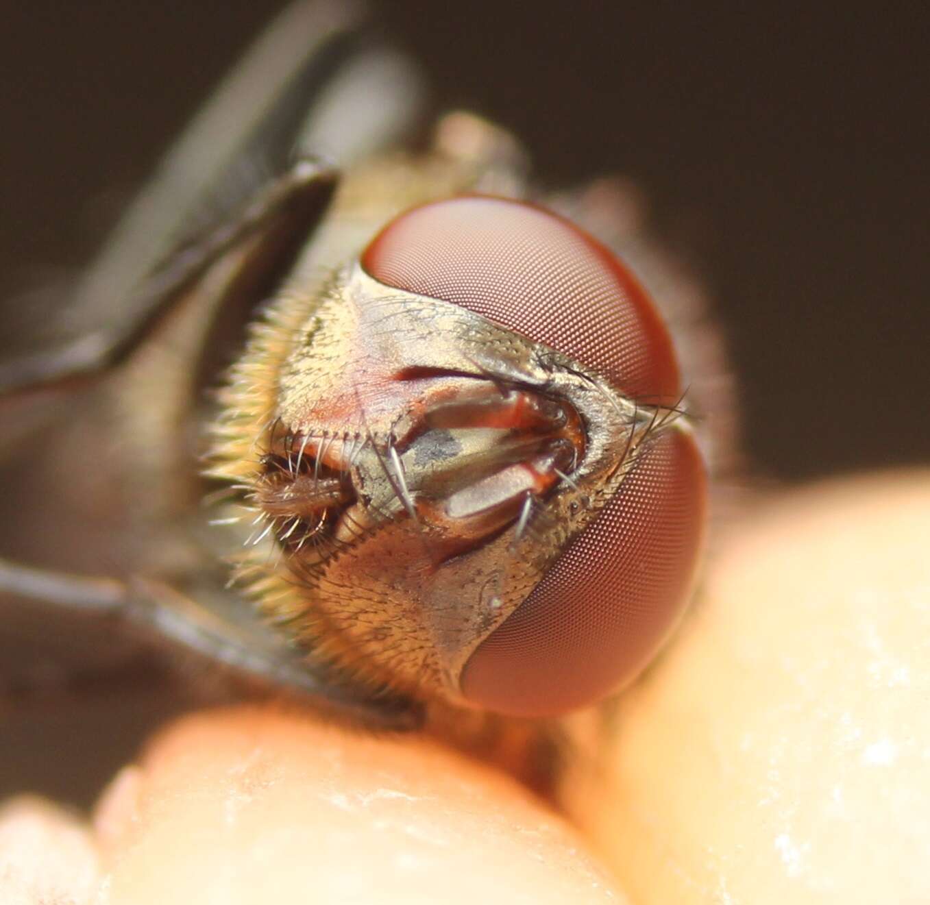 Image of Narrow-cheeked cluster fly