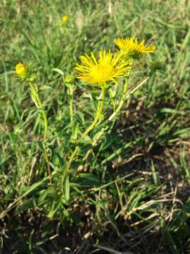 Image of British yellowhead