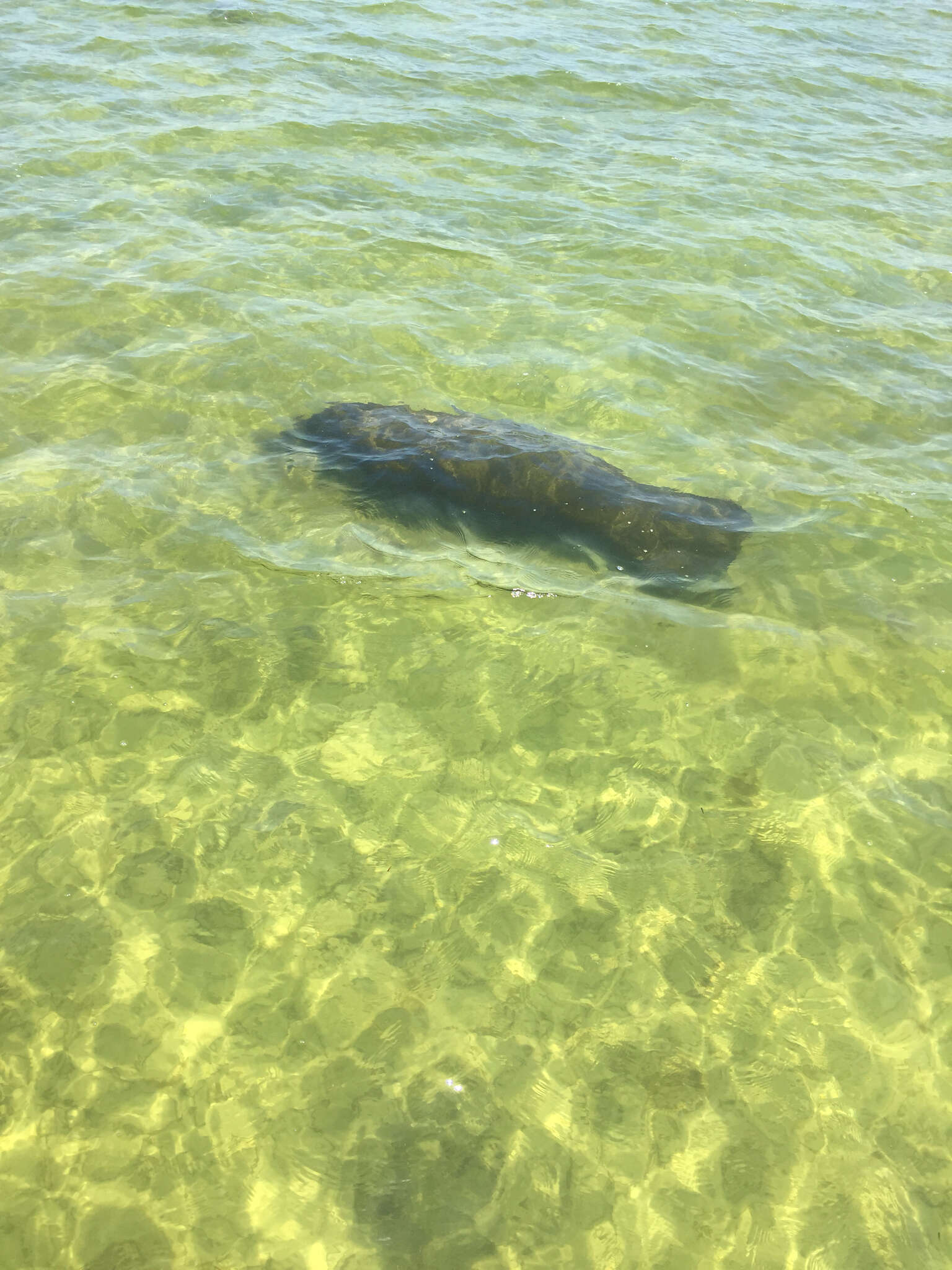 Image of Florida manatee