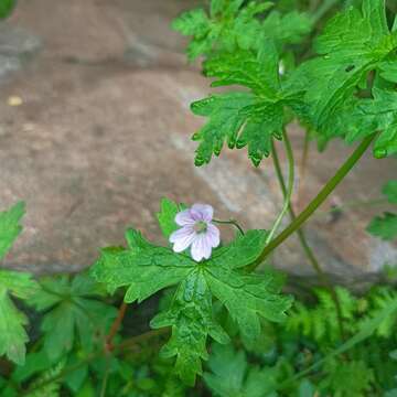 Imagem de Geranium nepalense Sweet