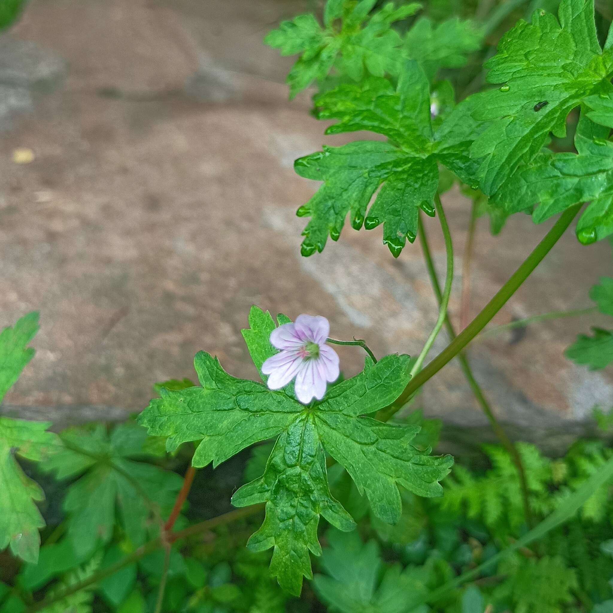 Image of Geranium nepalense Sweet