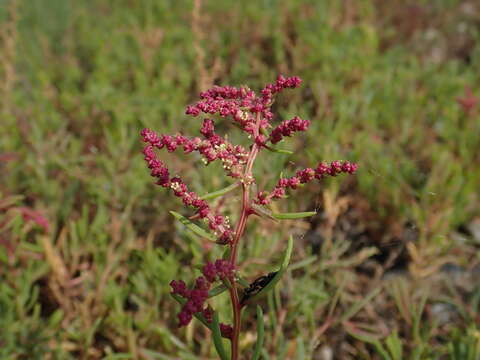 Image of Annual Sea-blite