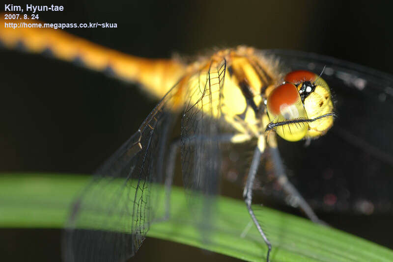 Image of Sympetrum parvulum (Bartenev 1912)