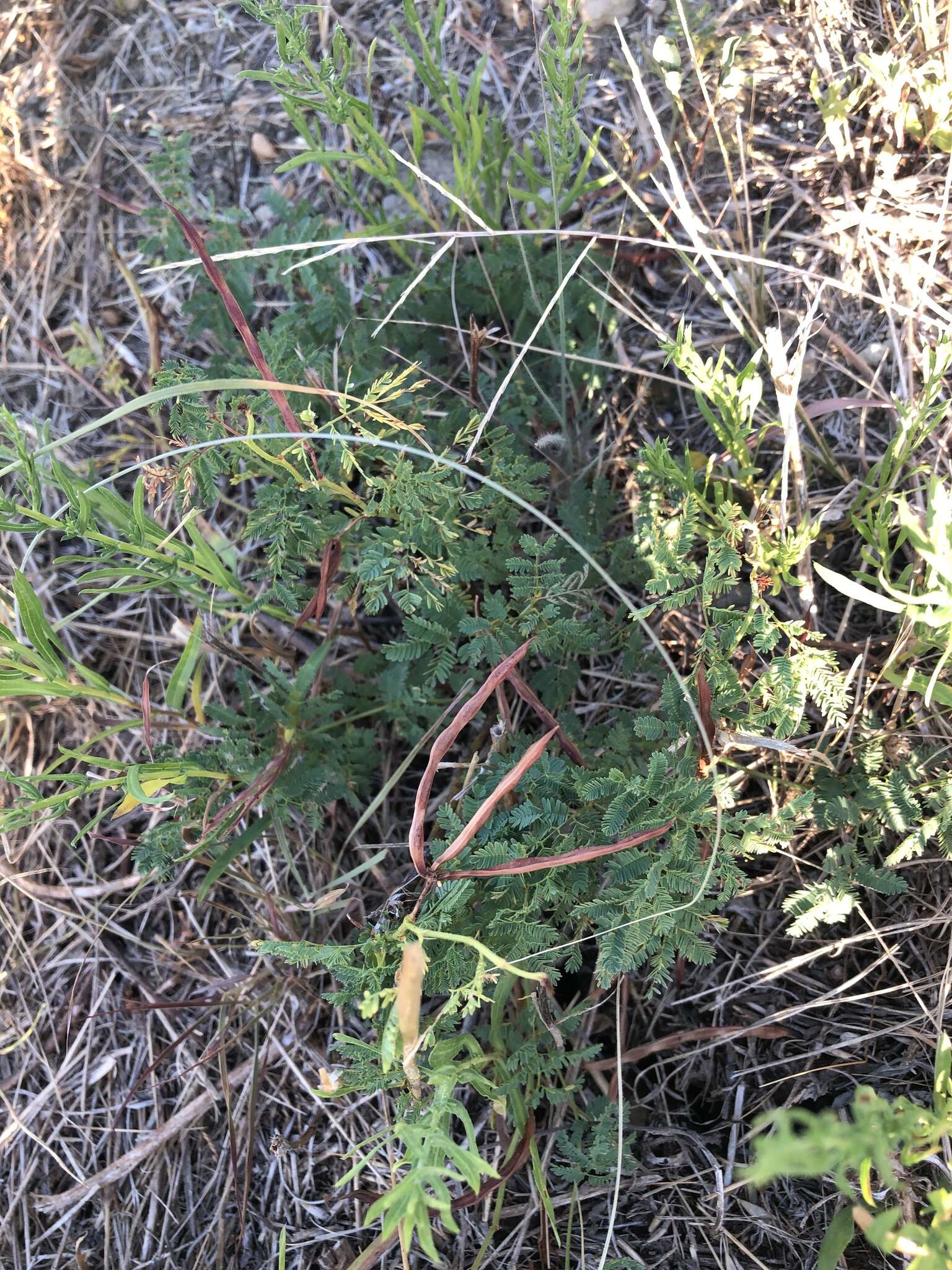 Desmanthus leptolobus Torr. & A. Gray resmi