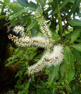 Слика од Pterophylla samoensis (A. Gray) Pillon & H. C. Hopkins