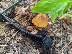 Image of Conocybe aurea (Jul. Schäff.) Hongo 1963