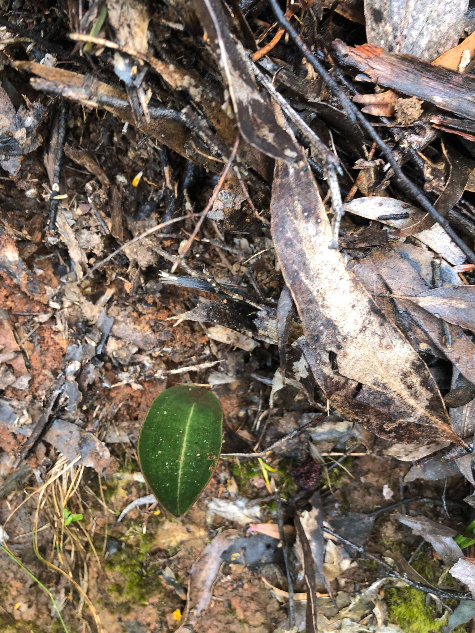 Image of Small tongue orchid