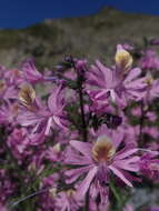 Image of Schizanthus hookeri Gill. ex R. Grah.