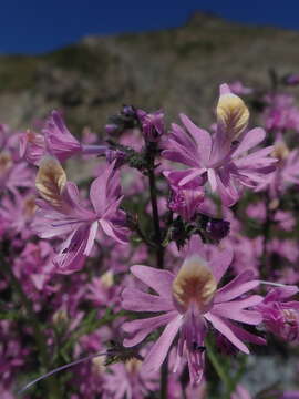 Image of Schizanthus hookeri Gill. ex R. Grah.