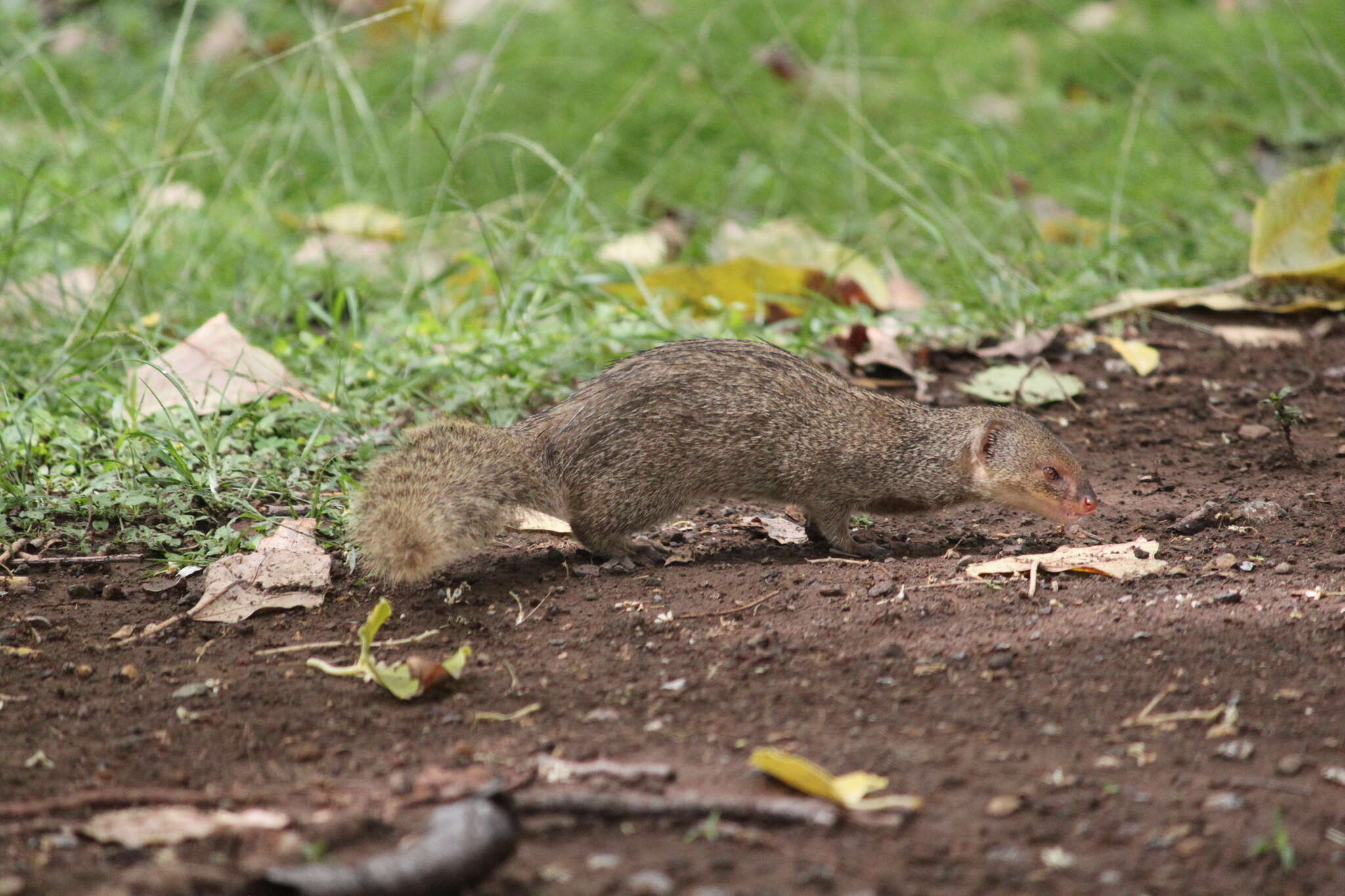 <i>Urva auropunctata</i> resmi