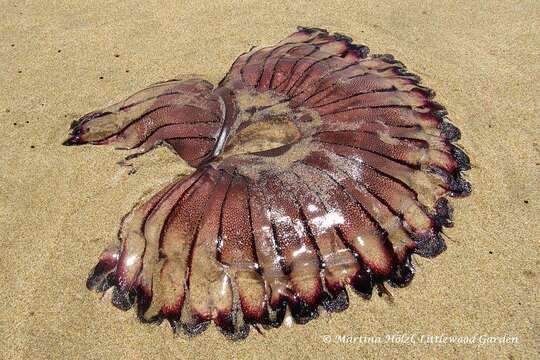 Image of sea nettle