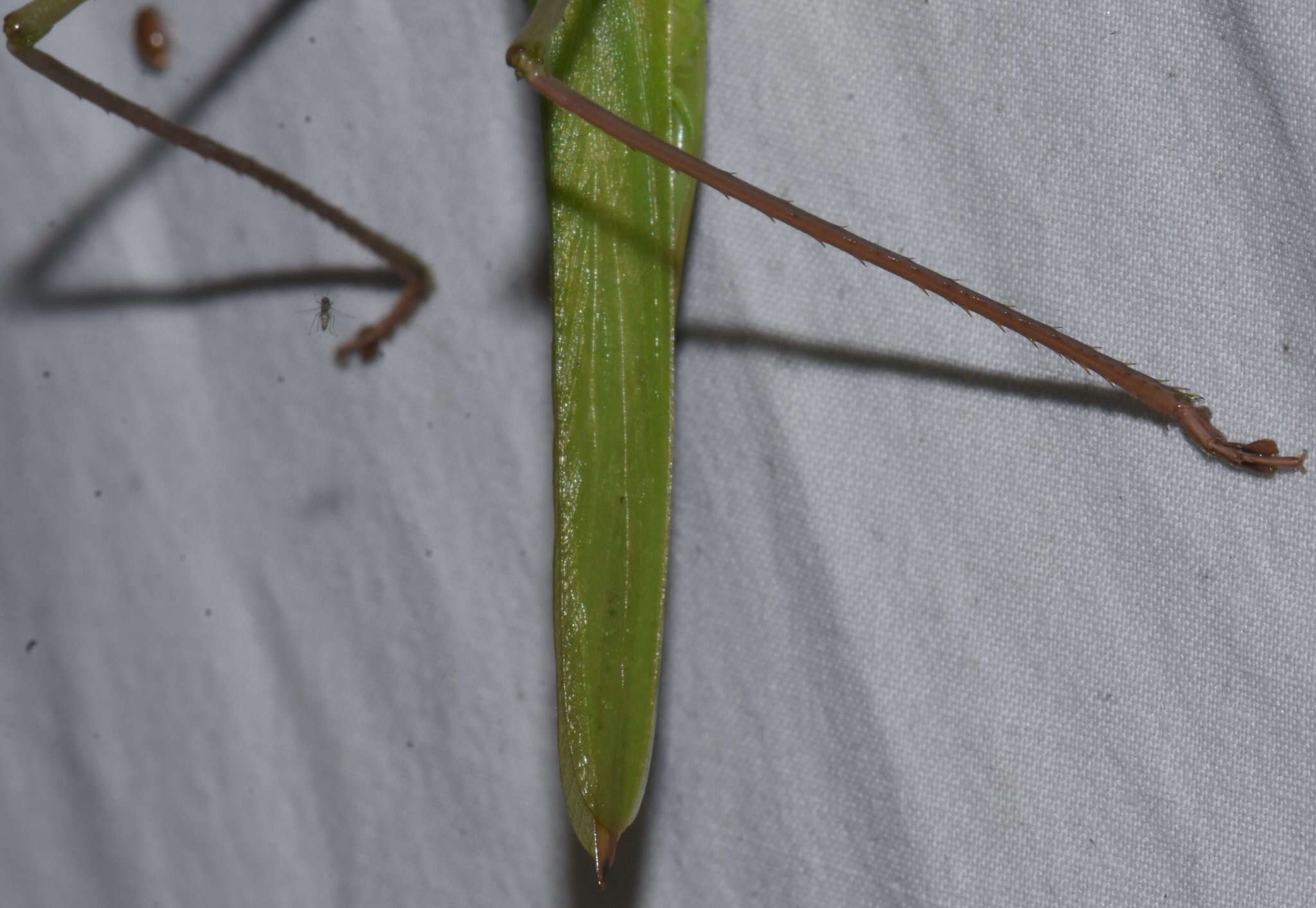 Image of Everglades Conehead