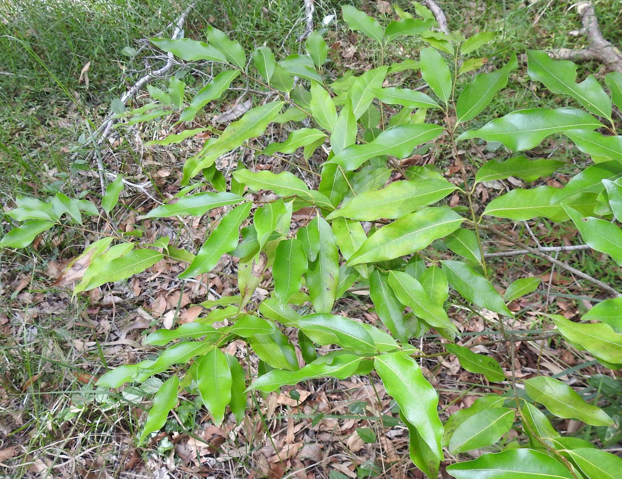 Image de Cinnamomum oliveri F. M. Bailey