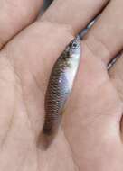 Image of Barred killifish