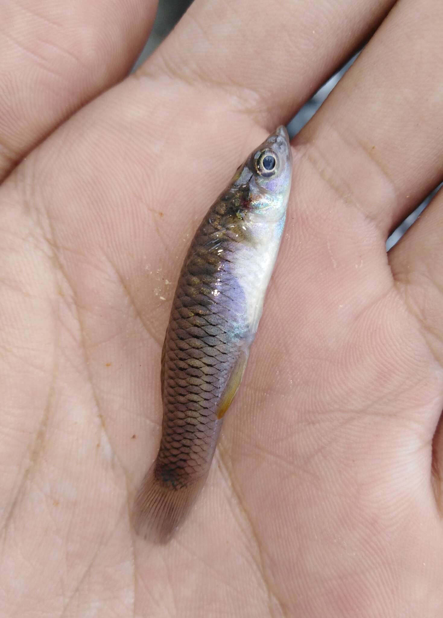 Image of Barred killifish