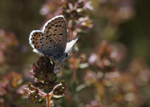 Image of Baton Blue