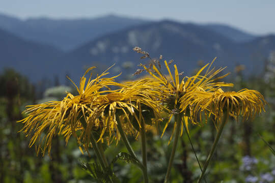 Image of Inula magnifica Lipsky