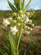 Plancia ëd Gomphocarpus physocarpus E. Meyer