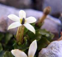 صورة Lobelia macrodon (Hook. fil.) Lammers