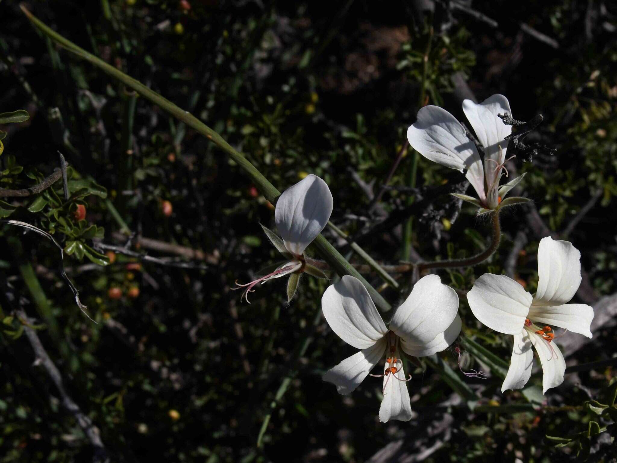 Image de Pelargonium barklyi S. Elliot