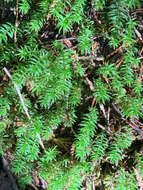 Image of contorted pogonatum moss