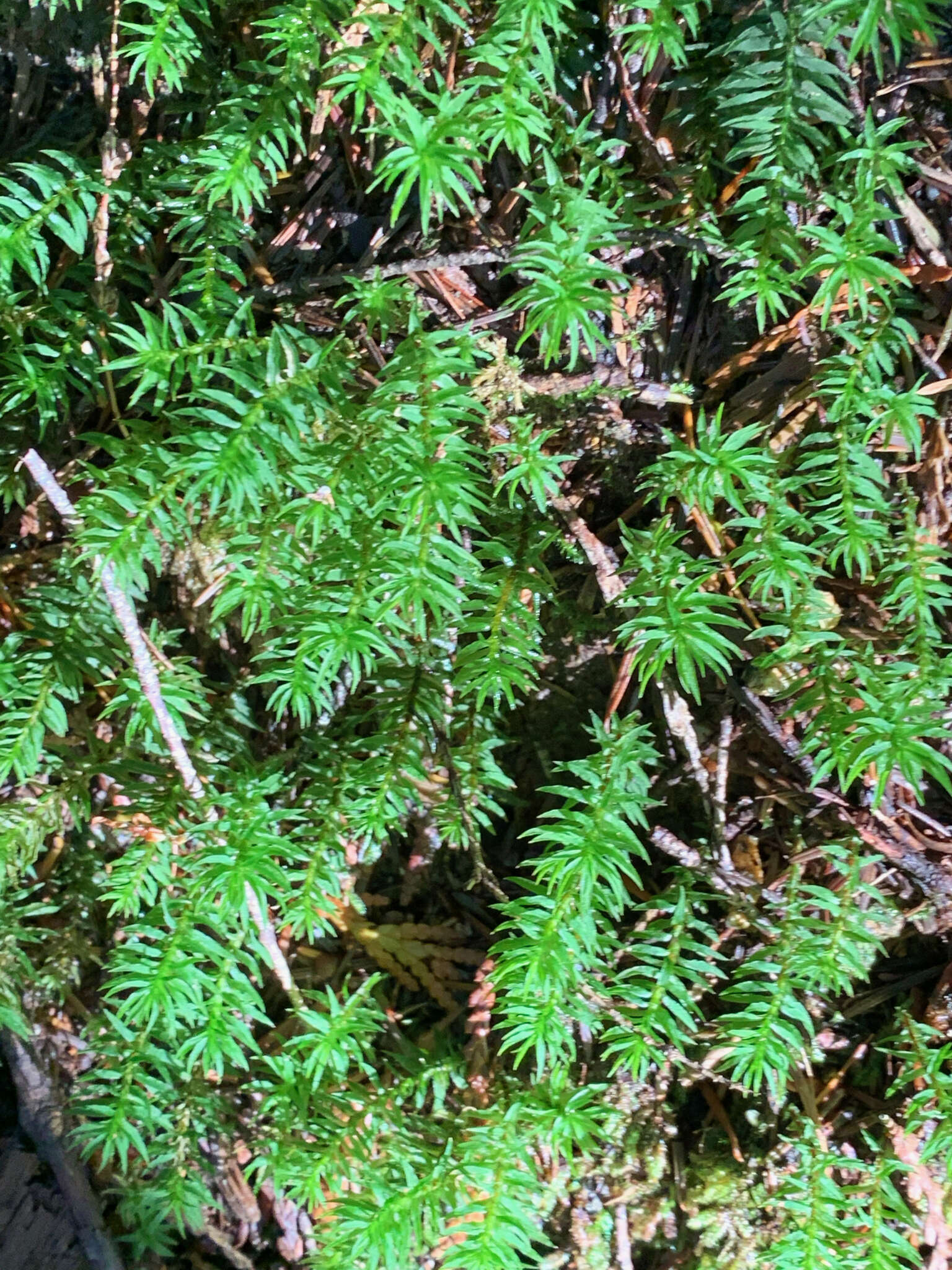 Image of contorted pogonatum moss