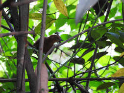 Image of Henna-capped Foliage-gleaner